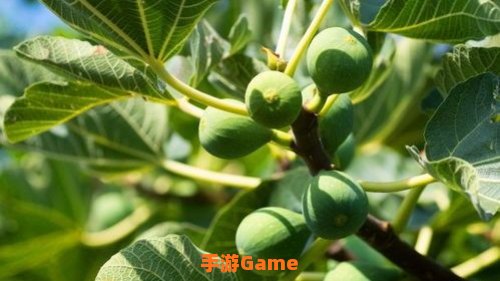 无花果有没有花蚂蚁庄园
