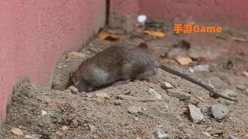 下水道老鼠