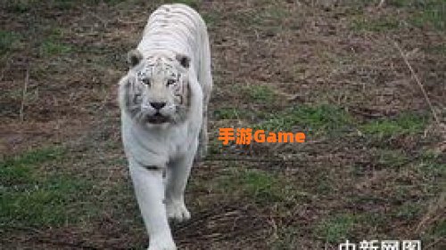 唐白虎