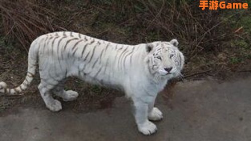 唐白虎
