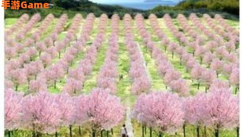樱花迷宫：探寻春日里的浪漫秘境